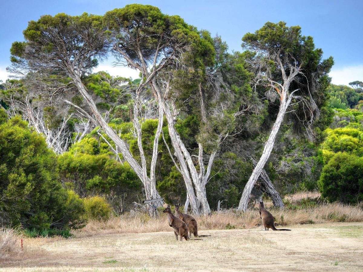 Mercure Kangaroo Island Lodge American River Dış mekan fotoğraf